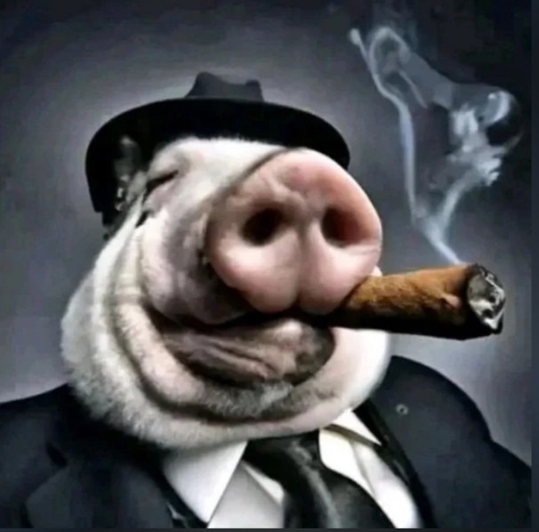 Create meme: pig pig, pig , cool pig