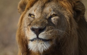 Create meme: African lion, lion, lion face