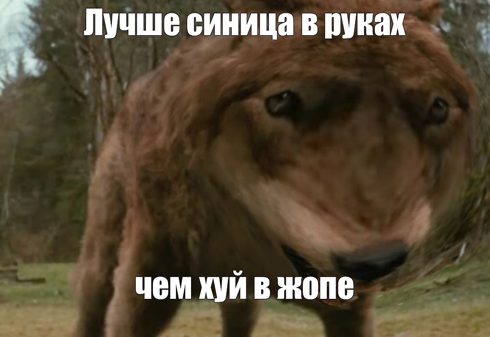 Мем Лучше синица в руках чем хуй в жопе Все шаблоны Meme 