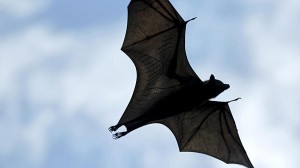 Create meme: volatile, flying dog pictures, Pteropus flying Fox