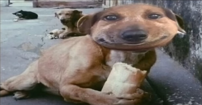 Создать мем: бездомная собака, собака животное, собака с хлебом