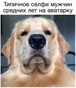 Create meme: Retriever dog, breed Golden Retriever, dog Golden Retriever