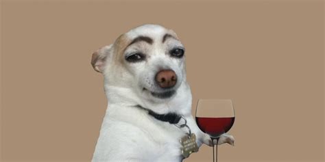Create meme: a dog with a glass of, dog with eyebrows , dog funny