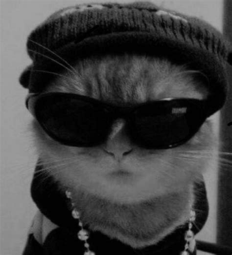 Create meme: cute cats funny, cat in glasses , the cat is a cat