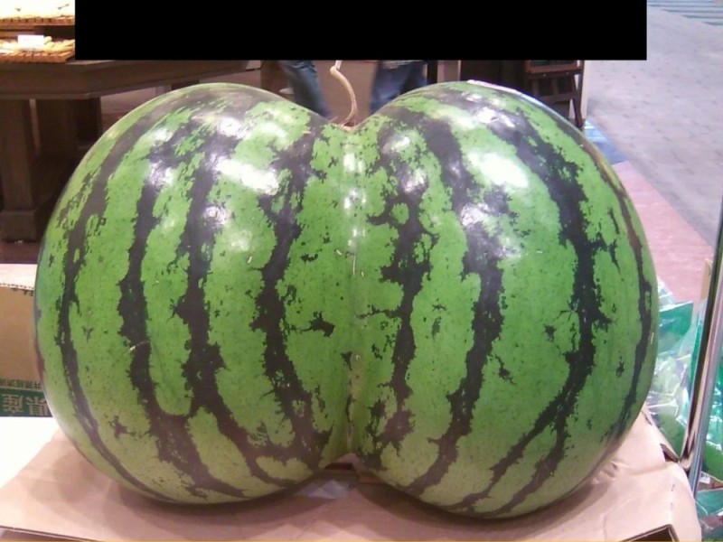 Create meme: the world's largest watermelon, watermelon is big, watermelon watermelon