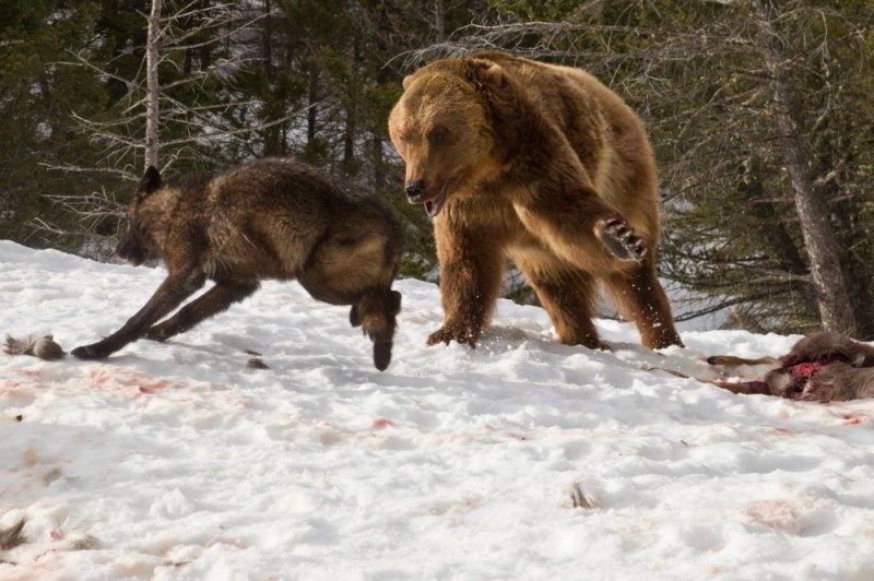 Create meme: Grizzly bear attack, bear vs wolf, wolf bear