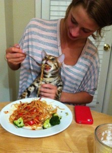 Create meme: meme feed the cat, Bob to eat, the cat and the spaghetti