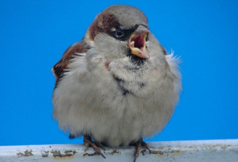 Create meme: Sparrow , Sparrow sparrow sparrow, birds sparrow