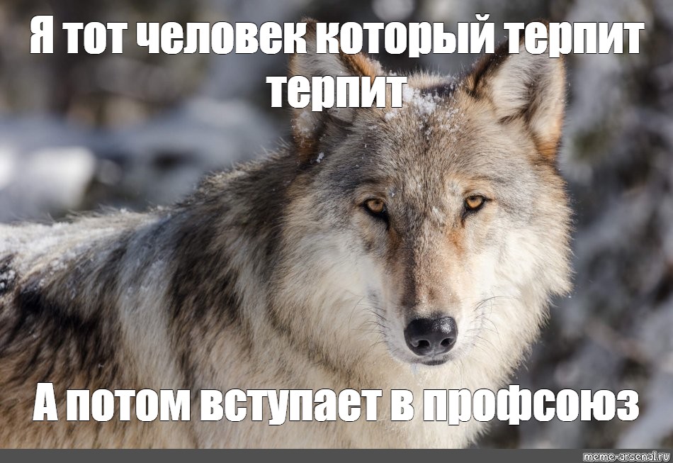 Ну потом. Волк терпит терпит. Я сначала терплю терплю. Волк терпит Мем. Мем волк терпит терпит.