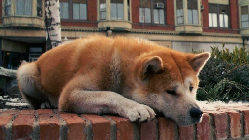 Create meme: Akita inu Hachiko , Hachiko: the most loyal friend, Japanese dog breed Hachiko