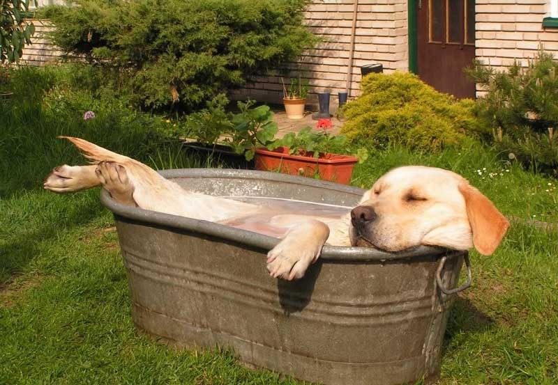 Create meme: a dog in a basin, animals in the heat, A dog in the heat