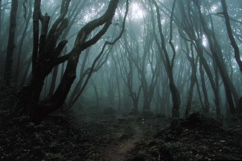 Create meme: the forest dark, Dark scary forest, gloomy backgrounds