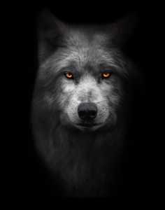Create meme: wolf portrait, eyes of a wolf, the muzzle of a wolf