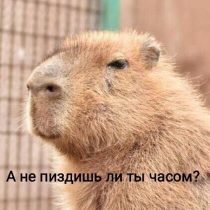 Create meme: the capybara isn't, funny capybaras, capybara meme