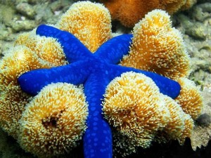 Создать мем: синяя морская звезда, морская звезда lunckia columbiae, морские звезды барьерного рифа