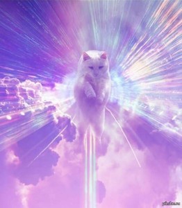 Create meme: catalog, the level of cat God, Screensaver on your desktop