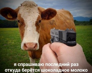 Create meme: cow