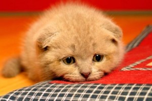 Create meme: Scottish fold cat, lop-eared kitten