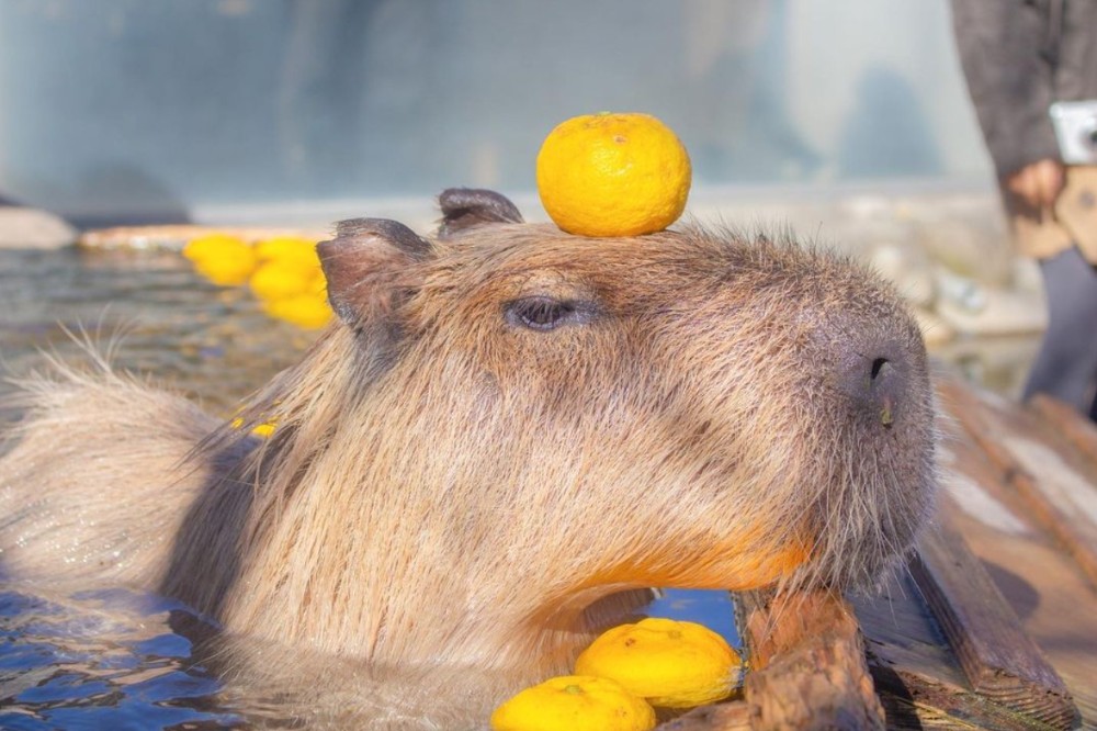 Create meme: capybara in water with oranges, capybara with oranges, 2 capybaras