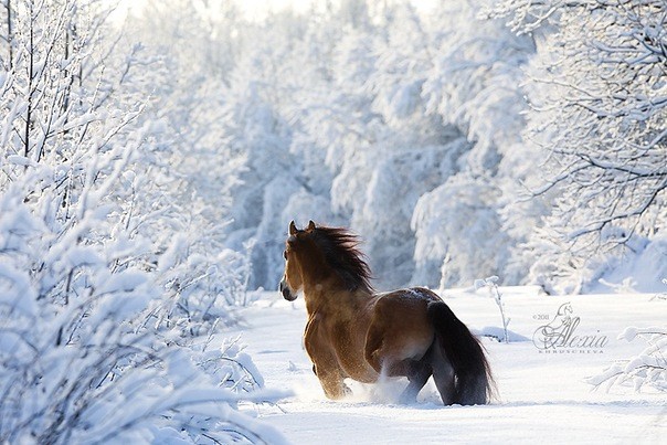 Create meme: horses in winter, horses in the snow, horses in winter