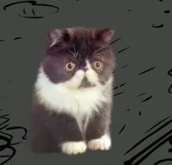 Создать мем: кошка экзот, кот породы экзот черный, экзот