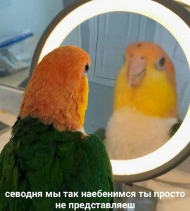 Create meme: parrot in the mirror meme, parrot, parrot in the mirror