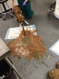 Create meme: dog poop, diarrhea in dogs, the dog has diarrhea with blood