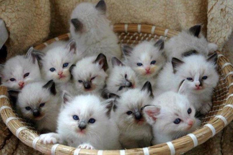 Create meme: lots of cute kittens, lots of kittens, ragdoll kittens