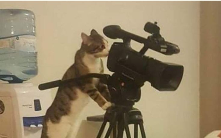 Create meme: cat operator, Cat with a camera meme, cat 