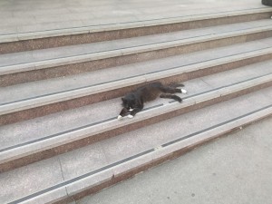 Create meme: cat, animals, cat on the railway tracks