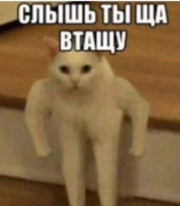 Create meme: funny cats, cat meme, cat Jock meme