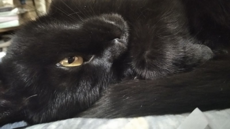 Create meme: black fluffy cat, the black cat is fawning, black cat