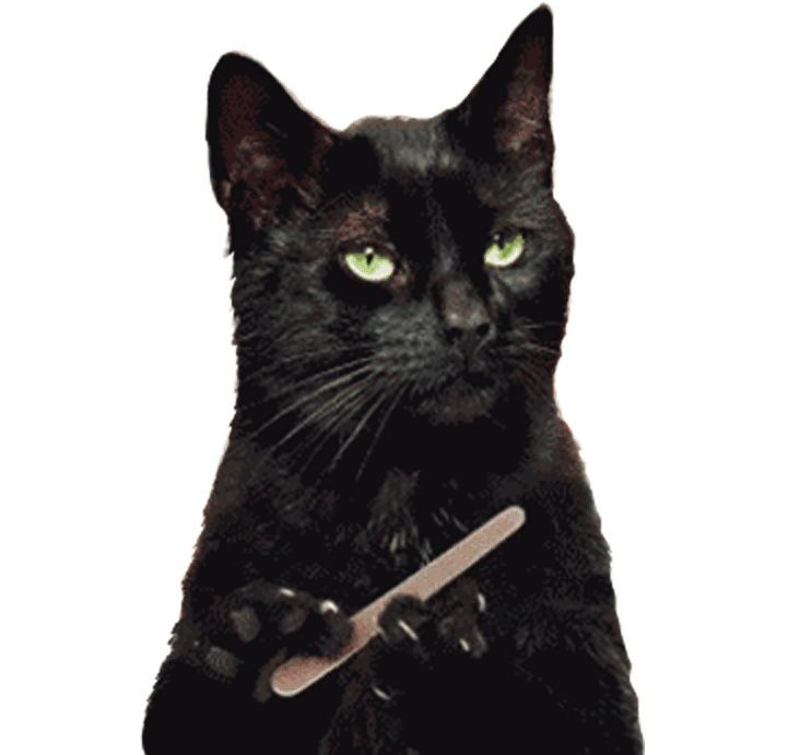 Create meme: cat , a cat with a nail file, The cat sharpens its claws