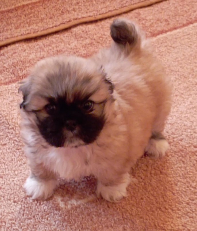 Create meme: dog Pekingese, Pekingese, breed Pekingese