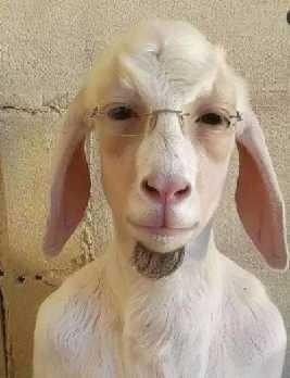 Create meme: Damascus goat Shami, goat with long ears, funny goat