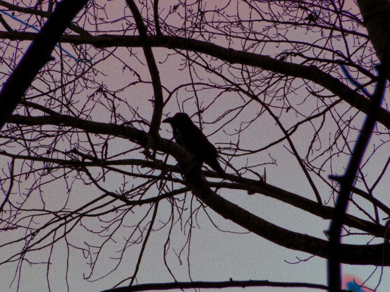 Create meme: crows on a branch, A crow on a branch, A crow on a tree