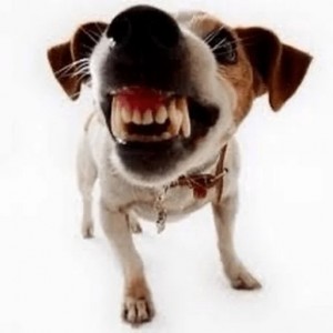 Create meme: angry dog, dog, Jack Russell Terrier