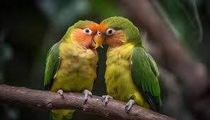 Create meme: parrots lovebird, The lovebird is a masked parrot, birds lovebird