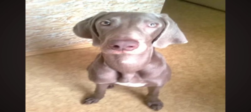 Create meme: Weimaraner dog, weimaraner breed, Weimaraner is a breed of dog