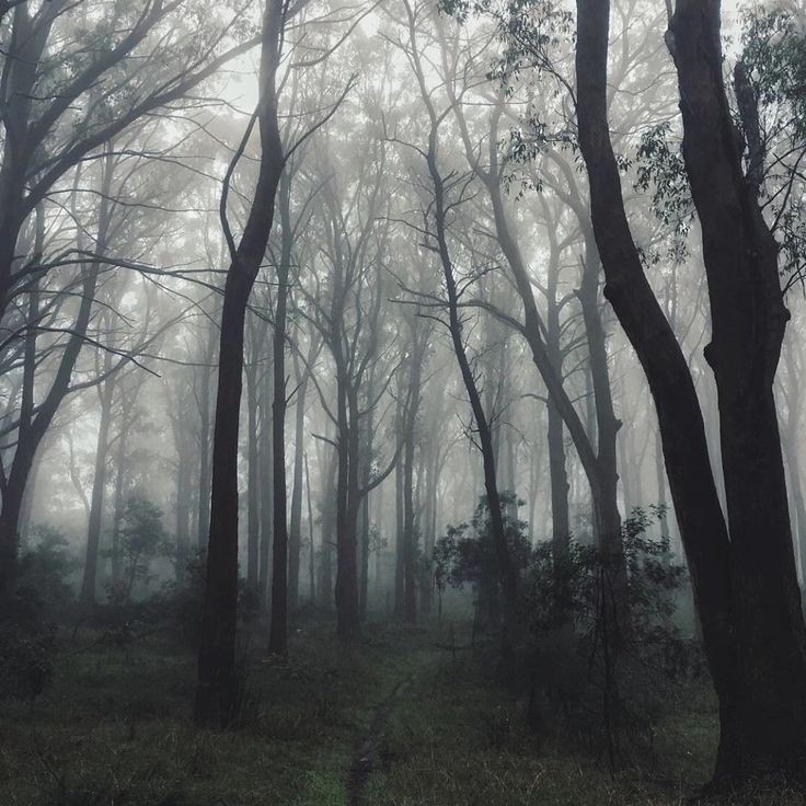Создать мем: лес природа, темный лес, лес туман