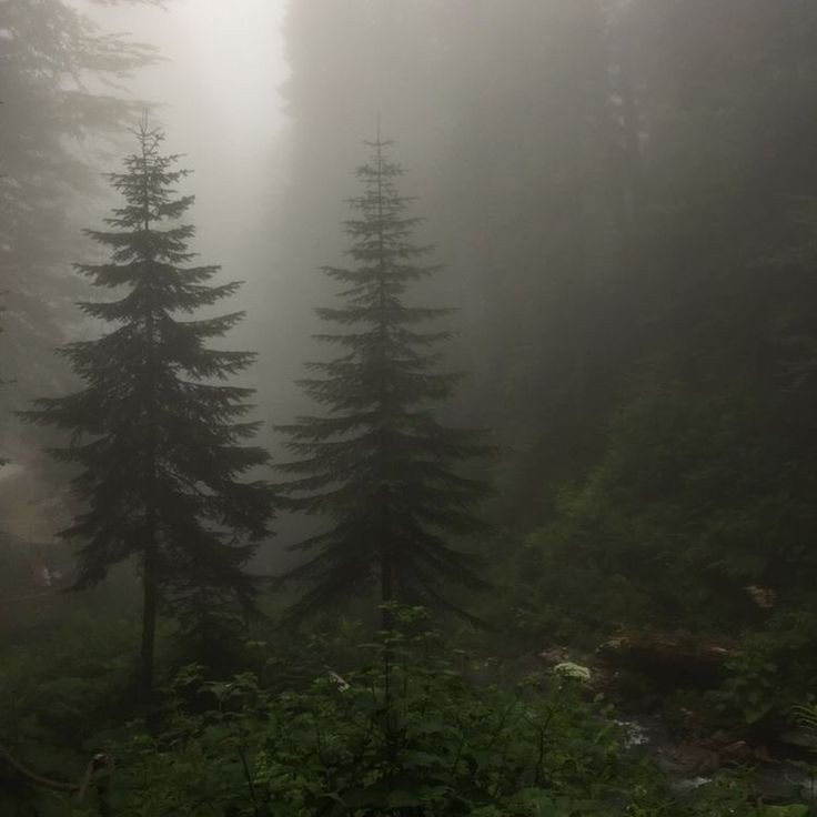 Create meme: forest misty, spruce forest in the fog, forest in the fog