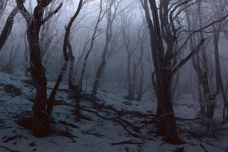 Создать мем: страшный зимний лес, мрачные пейзажи, темный лес