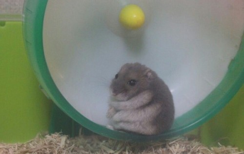 depressed hamster
