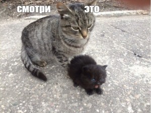 Создать мем: коты, серый кот, кошка