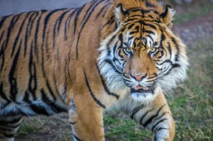 Create meme: Siberian tiger, tiger face, Sumatran tiger