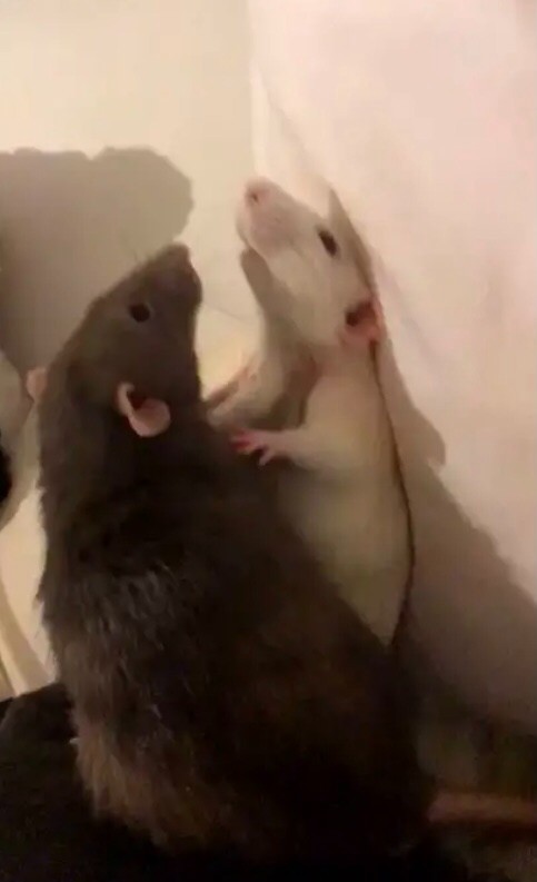 Create meme: you're a rat I'm a rat, I am a rat yes I am a rat, You're a rat yes I'm a rat meme