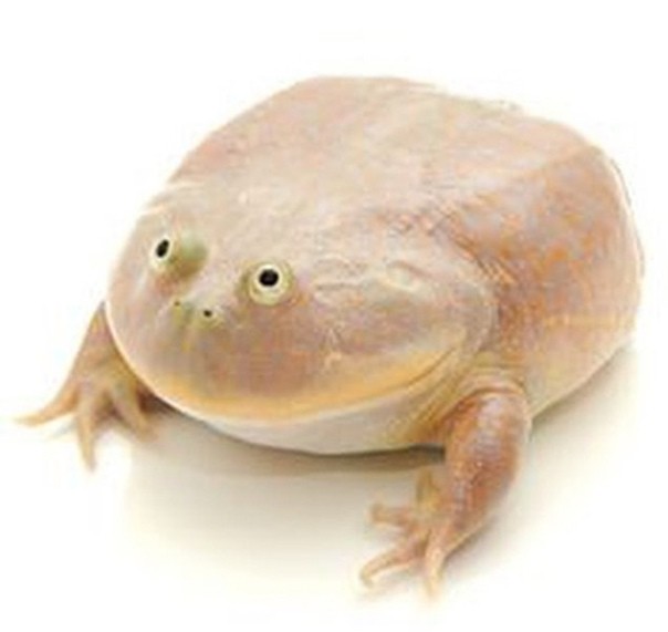 Create meme: wednesday my dudes, wednesday frog, my dudes