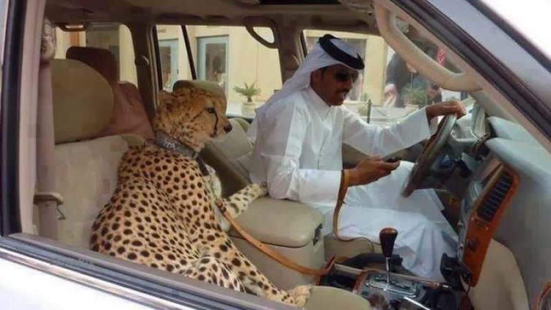 Create meme: Arab Sheikh, sheikh in dubai, Cheetah 