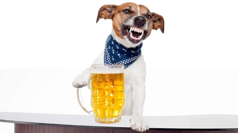 Create meme: dog with beer, animals with beer, Jack Russell terrier kega