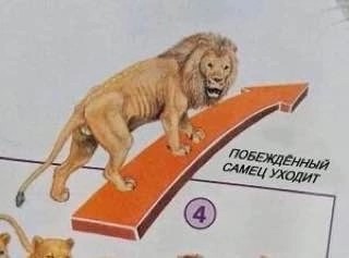 Создать мем: lion, лев самец, лев